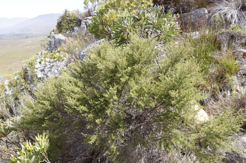 Image of Cliffortia atrata by (c) Tony Rebelo, some rights reserved (CC BY-SA)