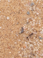 Ocymyrmex