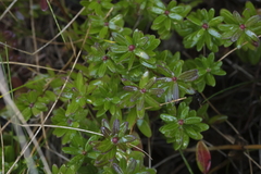 Vaccinium macrocarpon