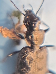 Sericoda quadripunctata