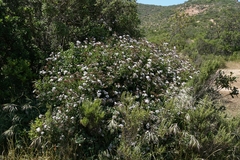 Aristeguietia salvia