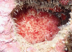 Hexabranchus