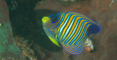 Pygoplites diacanthus