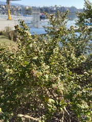 Baccharis pilularis