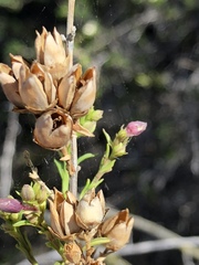 Freylinia densiflora