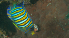 Pygoplites diacanthus
