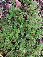 Thuidium tamariscinum