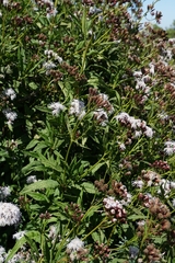 Aristeguietia salvia