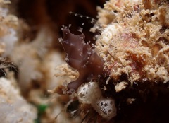 Entoprocta