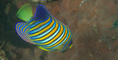 Pygoplites diacanthus