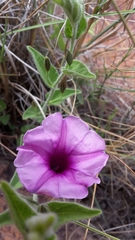 Ipomoea transvaalensis