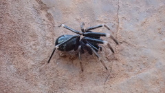 Liophrurillus flavitarsis