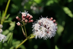 Aristeguietia salvia