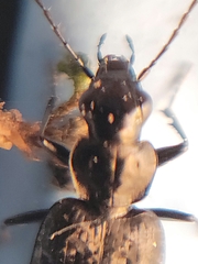 Sericoda quadripunctata