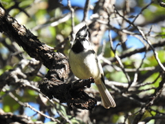 Baeolophus wollweberi