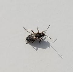 Liorhyssus