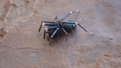 Liophrurillus flavitarsis