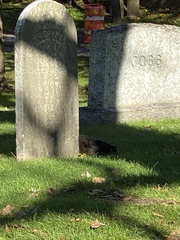 Sciurus carolinensis