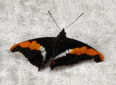 Doxocopa laure laure