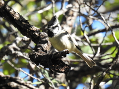 Baeolophus wollweberi
