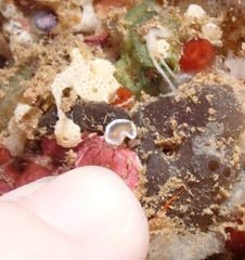 Glossodoris rufomarginata