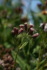 Aristeguietia salvia