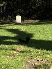 Sciurus carolinensis