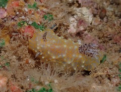Halgerda terramtuentis