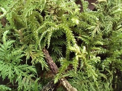 Thuidium tamariscinum