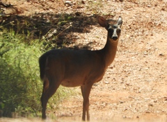 Odocoileus virginianus sinaloae