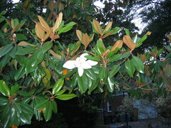 Magnolia grandiflora