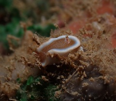 Glossodoris rufomarginata