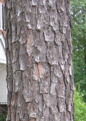 Pinus