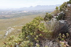Leucadendron laureolum