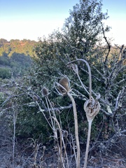 Dipsacus sativus