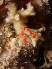 Melithaea bicolor