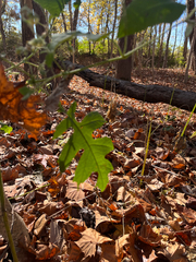 Polymnia canadensis