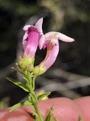 Freylinia densiflora