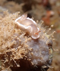 Glossodoris rufomarginata