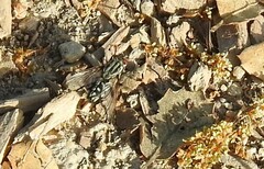 Graphomya maculata