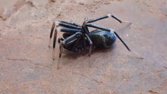 Liophrurillus flavitarsis