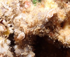 Glossodoris rufomarginata