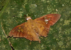 Nascus phocus