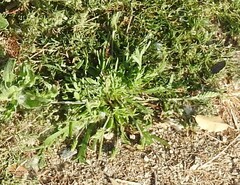 Plantago coronopus