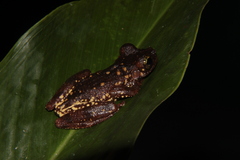 Osteocephalus oophagus