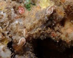 Glossodoris rufomarginata