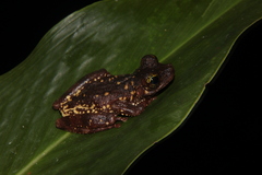 Osteocephalus oophagus