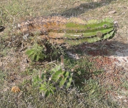 Image of Echinopsis oxygona by no rights reserved