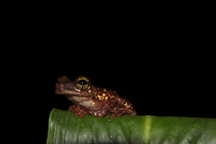 Osteocephalus oophagus