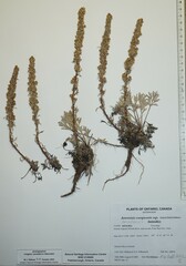 Artemisia campestris canadensis